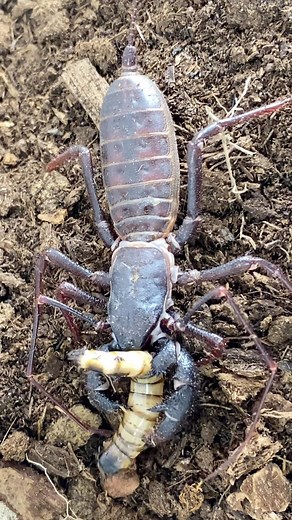 The alien bug is back yet again 👽🕷😛! Hope, my female giant vinegaroon (Mastigoproctus giganteus). When it comes to arachnids, few people seem to know of the existence of these alien-like animals. The vinegaroon (Thelyphonida) is an out of this world animal that has pedipalps infront of its body shaped like armoured/spiky boxing gloves it uses to ensnare its prey. If that wasn’t enough to impress it even has a long tail that literally sprays acid at its enemies when it feels threatened (the ac