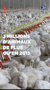 1.2K reactions · 248 shares | L'Espagne, premier producteur de porcs en Europe investit dans les mega-fermes, qui empoissonnent la vie des habitants aux alentours. Comment alors, concilier agriculture et écologie ? | 27 - ARTE | Facebook