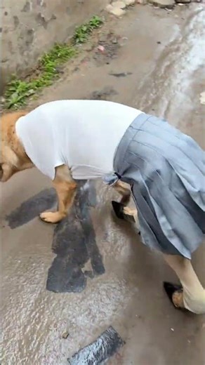 Hilarious and Adorable Pet Antics: Unleash the Fun