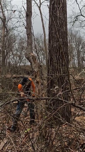 Wedging one off of the highway #arborist #logging #felling