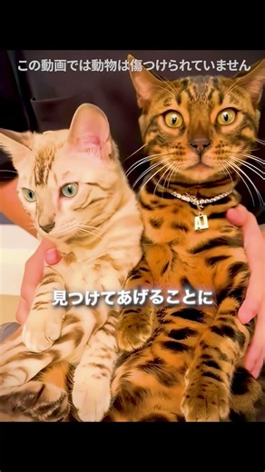 実は世界で最もエキゾチックな動物だった 🐱🤯