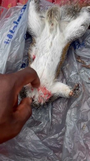 How to clean a squirrel #Squirrel hunt #Also remove tail