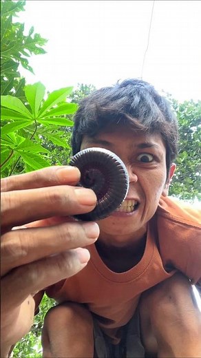 Let's take a closer look at the cute millipede #shorts #millipede