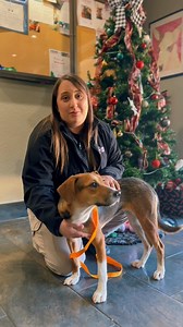 2.5K views · 17 reactions | This holiday season, bring joy to shelter...