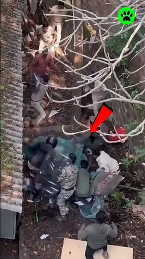 Why Leopard Attacks Are Increasing in Maharashtra? 🐆