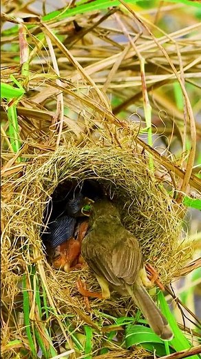 Nice Video Mother Bird Feed Beautiful Baby In Nest🥰 Wildlife Bird 10175#birds #birdfeeding
