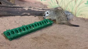 It’s World Meerkat Day! This is Leo, our 8-year-old male who fathered four amazing meerkat pups that have grown and moved on to other AZA facilities. He came to us from the Point Defiance Zoo and Aquarium in 2017. He recently lost his mate, Pidge, and is now patiently waiting for the arrival of some new females in hopes of starting a new family, or as meerkats groups are called, a new “gang” or “mob.” Because meerkats are a very social species, Leo’s caregivers provide him a variety of enrichmen