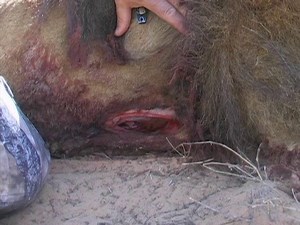 Graphic Rage Broadhead Highlights