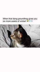72K views · 397 reactions | Oh heck snow! ❄️ #GroundhogDay #PunxsutawneyPhil #GroundhogDay2023 #Winter | The Pet Collective | Facebook