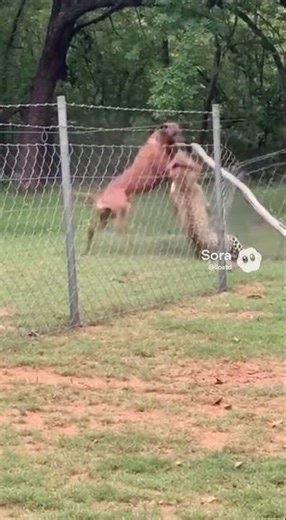 Leopard Hunted Pigs, Found a MONSTER instead!