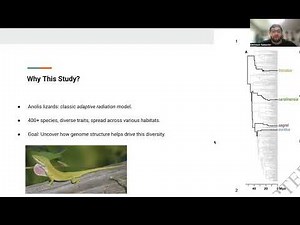 "Structural rearrangements and selection promote phenotypic evolution in Anolis lizards"