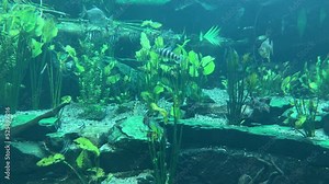 Amazingly beautiful fish. The fascinating and calming underwater world. Relaxing videos. Beautiful fish swim underwater. 4K video.