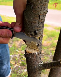 36K views · 93 reactions | How to elevate gardening skills through the art of grafting | Fabiosa Life | Facebook