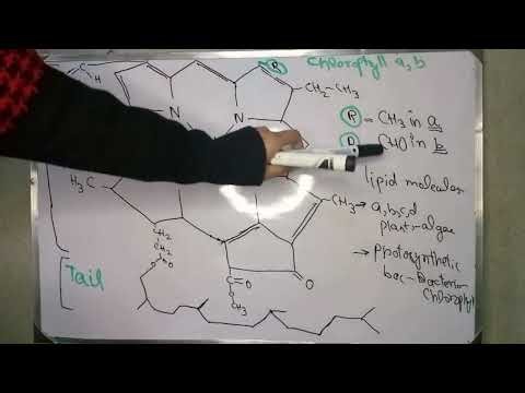 Role of Photosynthetic Pigments in Photosynthesis| Ch 6| Class 11 New Biology