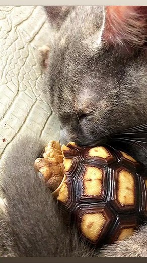 105K views · 5K reactions | They make my heart melt…. #tortoise #turtle #reptile #reptiles #awwww #sulcata #sulcatatortoise #tortoises #cutenessoverload #turtles #pet #tortoiselife #tortoiselove #pets #animals #precious #nature #tortoiselover #animal #love #cats #cuteanimals #friends #friendship #tortuga #cutenessoverload #babytortoise #sosweet #sulcatalover | Tucker The Tiny Tortoise | Facebook