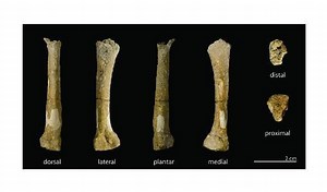 Callao Man - Alchetron, The Free Social Encyclopedia