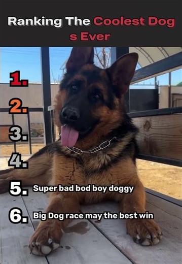 Ranking The Coolest Dogs Ever