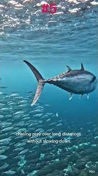 🐟 Top 10 Fastest Fish in the World (Number 1 Is Unstoppable!) #shorts #fish #fastest #fyp
