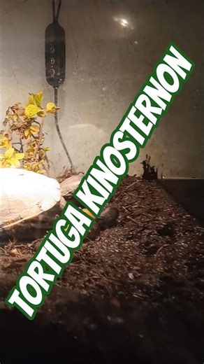 tortuga kinosternon #aquarium #acuario4k #fish #planetaquarium