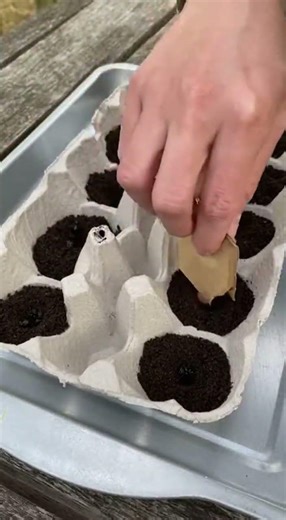 Grow Onions at Home Using a Simple Egg Carton🌱 2