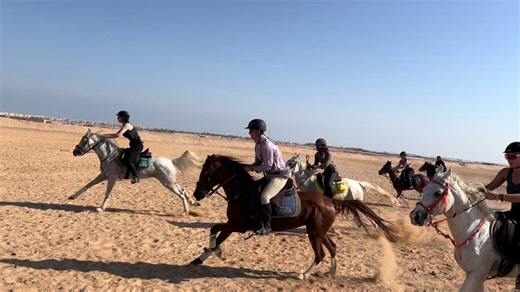 Racing Arabian Horses Across the Desert in Egypt
