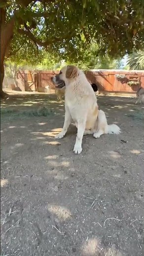Great Pyrenees on Patrol | Farm Guardian Dog