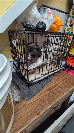 Learning new stuff all the time! 5 1/2 weeks old. | APEX Kennel