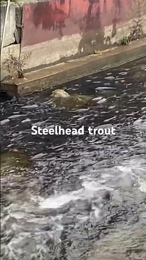 Trout run Erie Pennsylvania