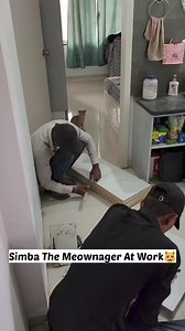 7.8K views · 636 reactions | Simba the inspection manager Cats love to do inspection❤️ | CheetoSimba | Facebook