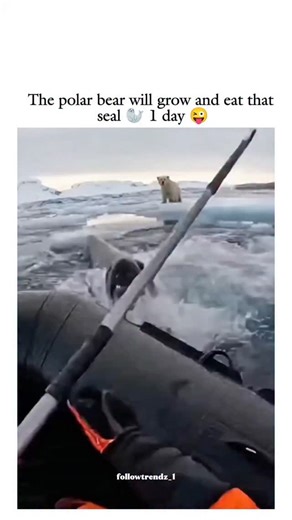 TrendsOnly on Instagram: "The post features an AI-generated video of an explorer rescuing a polar bear cub from a leopard seal on an Arctic iceberg, amassing nearly 930,000 views and 1,600 likes since its 29 January 2026 upload. Ecologically, the scenario is impossible: leopard seals dwell exclusively in Antarctic and sub-Antarctic waters, per National Geographic and Wikipedia, while polar bears inhabit the Arctic, separated by thousands of miles. User replies predominantly call out the fabricat