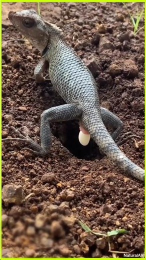 Why do lizards eat its own eggs 😲 #facts #shorts