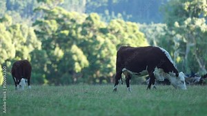 cows in the field, Angus and Murray Grey beef Cattle eating long pasture in spring and summer.