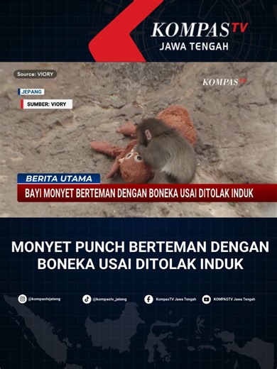 Bayi Monyet Punch Temukan Teman Dalam Boneka di Jepang