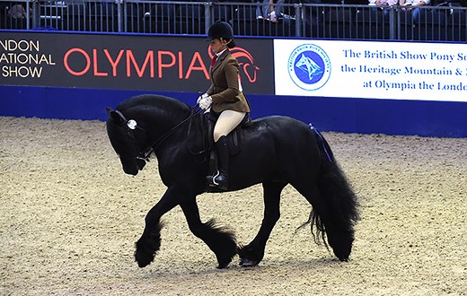 Dales pony breed standard and facts | Horse & Hound