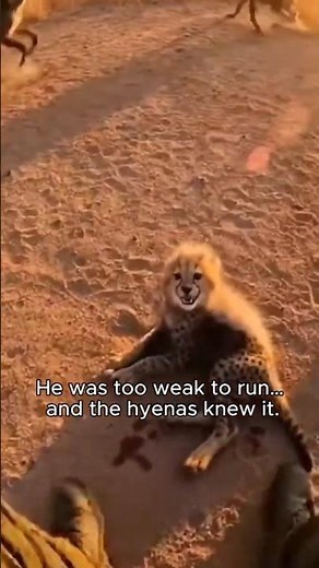 A Baby Cheetah Was Almost Gone by Hyenas — Until This Happened