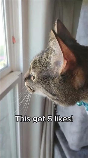 If this video gets 5 likes... ✨🐈 #cat
