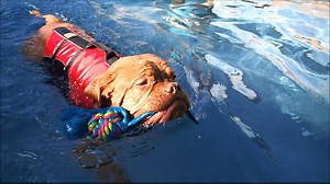19K views · 132 reactions | MASTIFF PUPPY!! 9 month old Dogue de Bordeaux Sherman has learned to swim & love the swimming pool | Rummy's Beach Club | Facebook