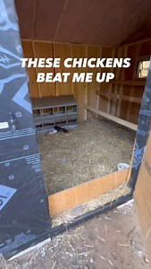 This is what happens when broody chickens gang up on you 🐓🐓🤺 #chickens #broodychicken #funny #homestead #snowstead | Snowstead