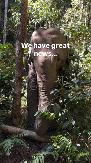 We did it! We secured the funding to free Jasmine(thanks to you all). She was a logging elephant for 46 years. She will now live out the rest of her days at Elephant Person Rehabilitation Home with other rescued elephants! Thank you again to all who helped. Will post updates soon.