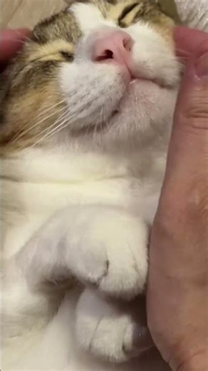 Massaging #cat #cats #funny