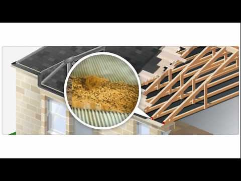 Woodworm Information and Advice from the Woodworm Specialists