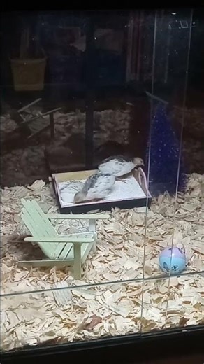 dust bath for the button Quail