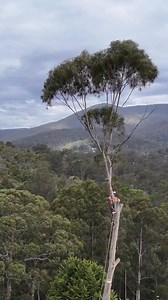 53K views · 621 reactions | 50m tree down in 30 seconds FULL VID of tree removal on YouTube, link in bio #treework #treecutting #treefelling #arborist #australia #bigtree #ropes #high #drone #tree #trees #fb #viral | Woodly | Facebook
