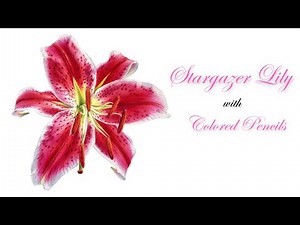 How to draw a lily with colored pencils/ Stargazer Lily