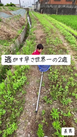 ＊逃してから哀愁ただよう2歳 ＊モンシロチョウ大好き2歳 ＊世界最速逃しな2歳 #かわいい #男の子 #子供のいる暮らし #昆虫 #2歳