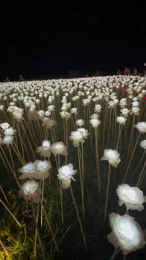 View like this 🥰 #10000rosescebu #fypシ