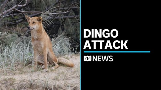 Authorities consider options after 10-year-old bitten by dingo