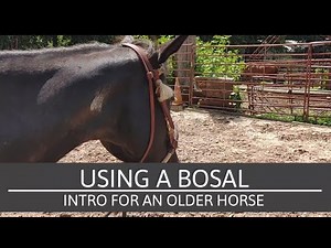 Introducing a horse to a Bosal - Groundwork