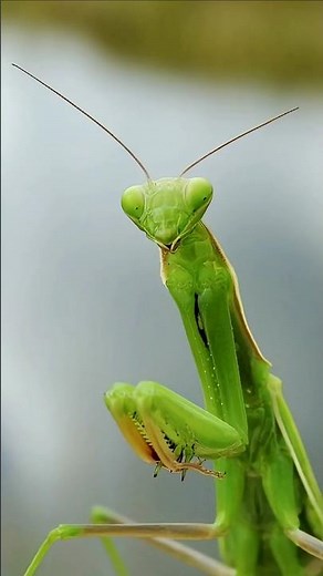 The perfect hunter: this is how the praying mantis attacks