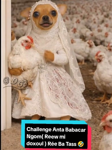 Challenge Anta Babacar Ngom( Reew mi doxoul ) Rée Ba Tass 🤣🤣 #challenge #2026 #baby #dgb #ia